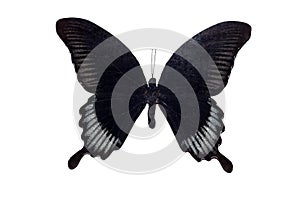 Big butterfly with black wings, isolate on white background, papilio ascalaphus