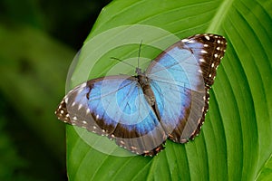 Big Butterfly Blue Morpho, Morpho peleides, sitting on green leaves, Costa Rica