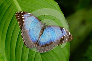 Big Butterfly Blue Morpho, Morpho peleides, sitting on green leaves, Costa Rica