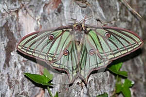 Big butterfly with eyespots