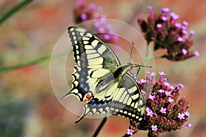 Big butterfly Papilio machaon for the Queen`s page butterfly