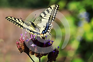 Big butterfly Papilio machaon for the Queen`s page butterfly seen with the wings of the side