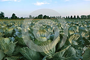 Big cabbage field