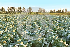 Big cabbage field
