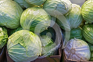 big cabbage to sell in Japan market