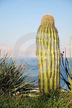 Big Cactus.