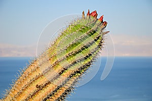 Big Cactus.