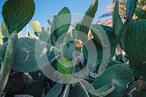 Big cactus bush