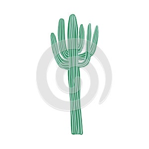 Big cactus in doodle style. Cute prickly green cactus. Cacti flower isolated on white background