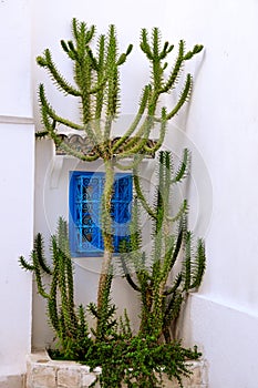 Big cactus in front of a blue window