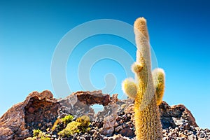 Big cactus on Incahuasi island, Salar de Uyuni, Bolivia.
