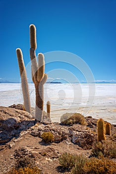 Big cactus in Incahuasi island, Salar de Uyuni salt flat, Potosi Bolivia