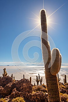 Big cactus in Incahuasi island, Salar de Uyuni salt flat, Potosi Bolivia