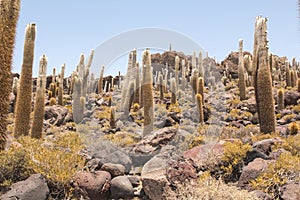 Big cactus on Incahuasi island, salt flat Salar de Uyuni, Altiplano, Bolivia photo