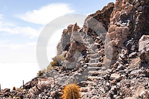 Big cactus on Incahuasi island, salt flat Salar de Uyuni, Altiplano, Bolivia