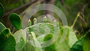 Big cactus leaves on the blurred background