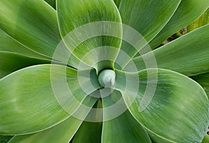 Big cactus leaves close-up