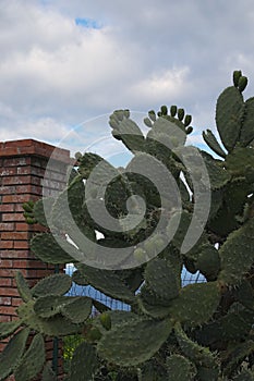 Big cactus with many green fruits. One of the symbols of Sicily. Opuntia ficus-indica Fichi di India. Tindari. Sicily photo