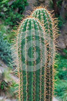 Big cactus near Cafayate, Argenti