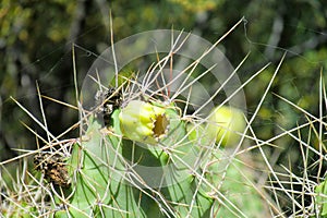 Big cactus needles and fruit