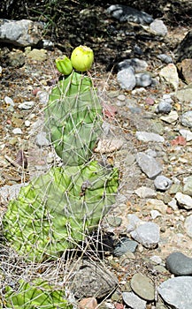 Big cactus needles and fruit