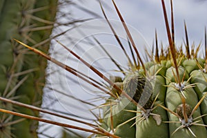 Big cactus needles