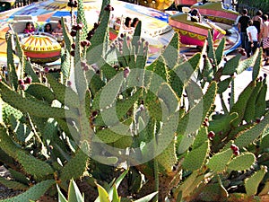 Big cactus in park Port Aventura Spain
