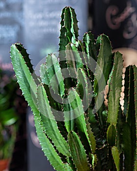 BIg cactus plant
