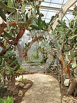 Big cactus plants in the botanical garden. Many succulents, gardening