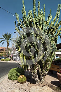 Big cactus on the streets on Scottsdale, Arizona, on a sunny day.