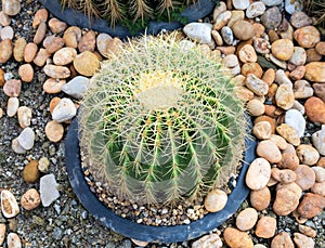 Big cactus thorny plant cultivate