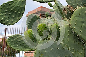 Big cactus with three green fruits. One of the symbols of Sicily. Opuntia ficus-indica Fichi di India. Tindari. Sicily photo