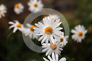 Big camomile flower on blurred background, close-up.