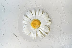Big camomile on a gray textural background. Minimalistic flower decoration. Bright and beautiful daisies