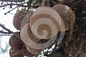 Big cannonball fruit on tree or Couroupita guianensis in the garden.