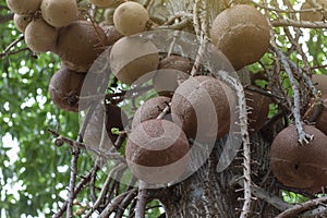 Big cannonball fruit on tree or Couroupita guianensis in the garden.