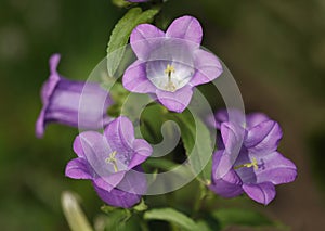 Big Canterbury bells flower