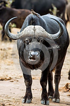 Big Cape Buffalo, Syncerus caffer, staring into the camera, chewing