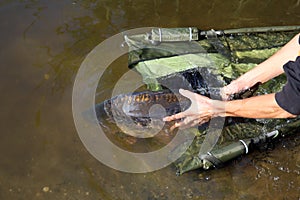 The big carp caught is released into the water.