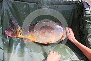 The big carp caught is released into the water.