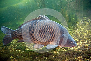 The big carp caught is released into the water.