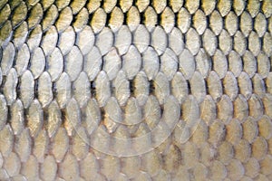 Big carp scales