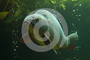 Big carp underwater