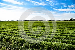 Big carrot field full of carotene