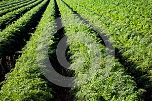 Big carrot field full of carotene