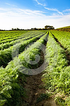 Big carrot field full of carotene