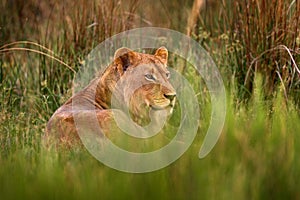 Big cat in Africa, green grass. Young male of Okavango lion, Botswana widlife