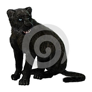 Big Cat Black Panther