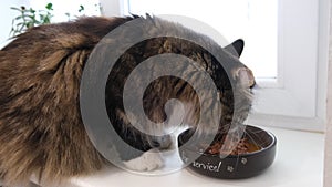 Big cat with a broken ear eats food from a bowl