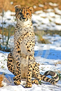 Big Cat Cheetah
